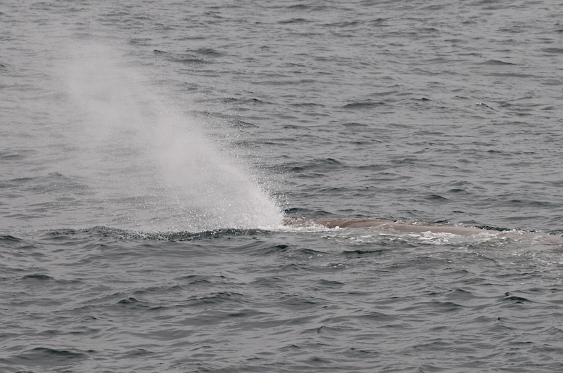 74 Kaskelotti 24.jpg - Glenn nousi jalleen puolen tunnin sukelluksen jalkeen hapelle